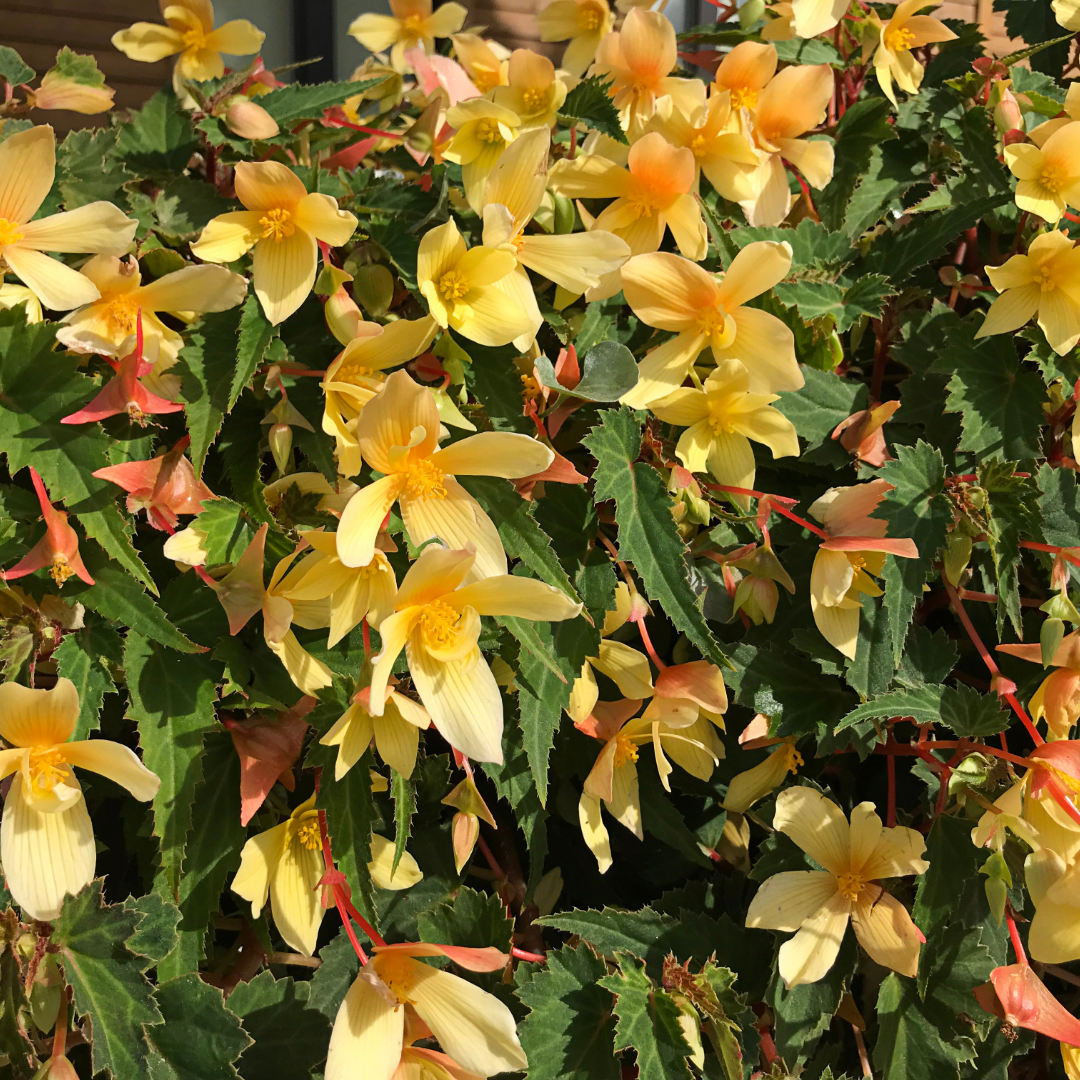 Begonia Groovy Mellow Yellow 1L