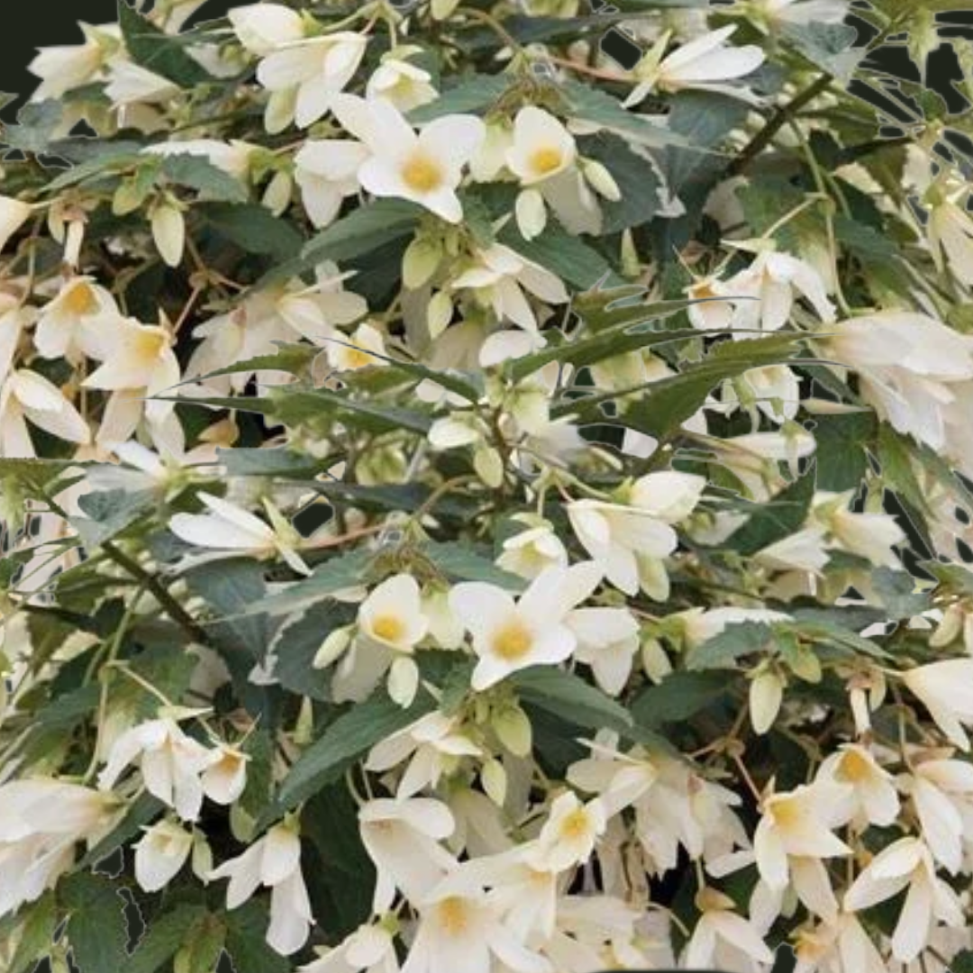 Begonia Groovy Mellow White 1L