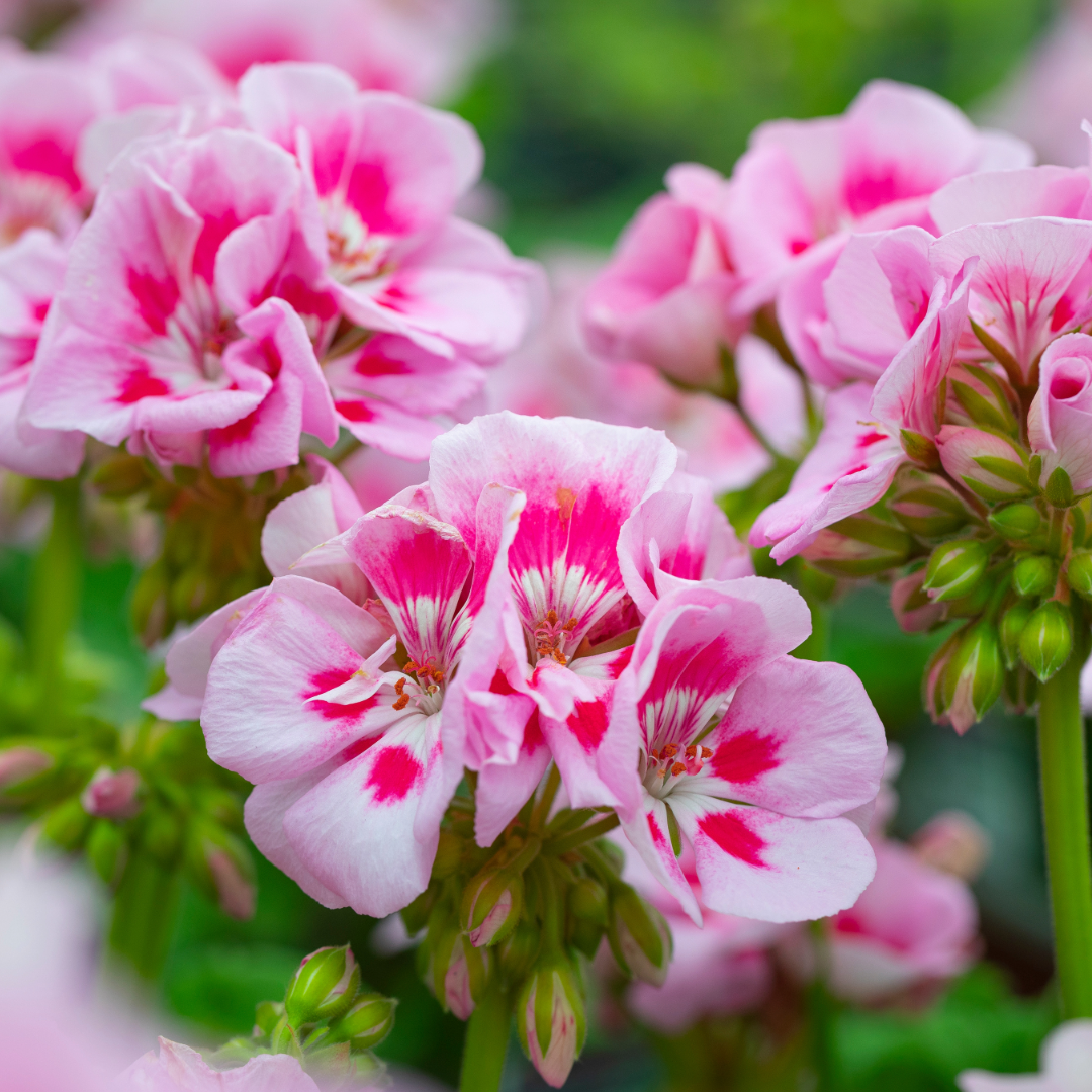 Geranium Zonal Dolce Vita Linus Pink Eye 1L