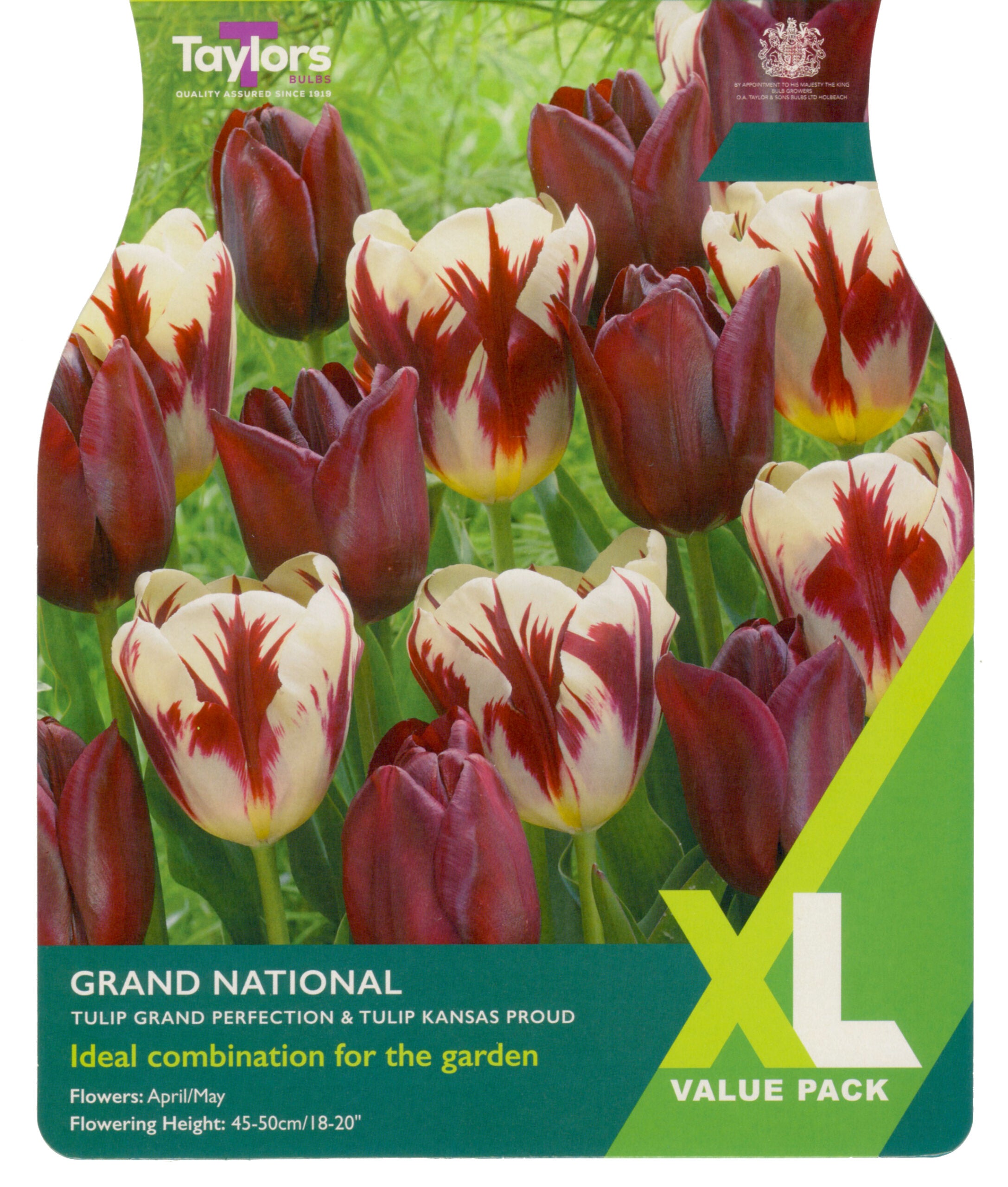 Taylor's Bulbs XL Value Pack Tulip Grand National