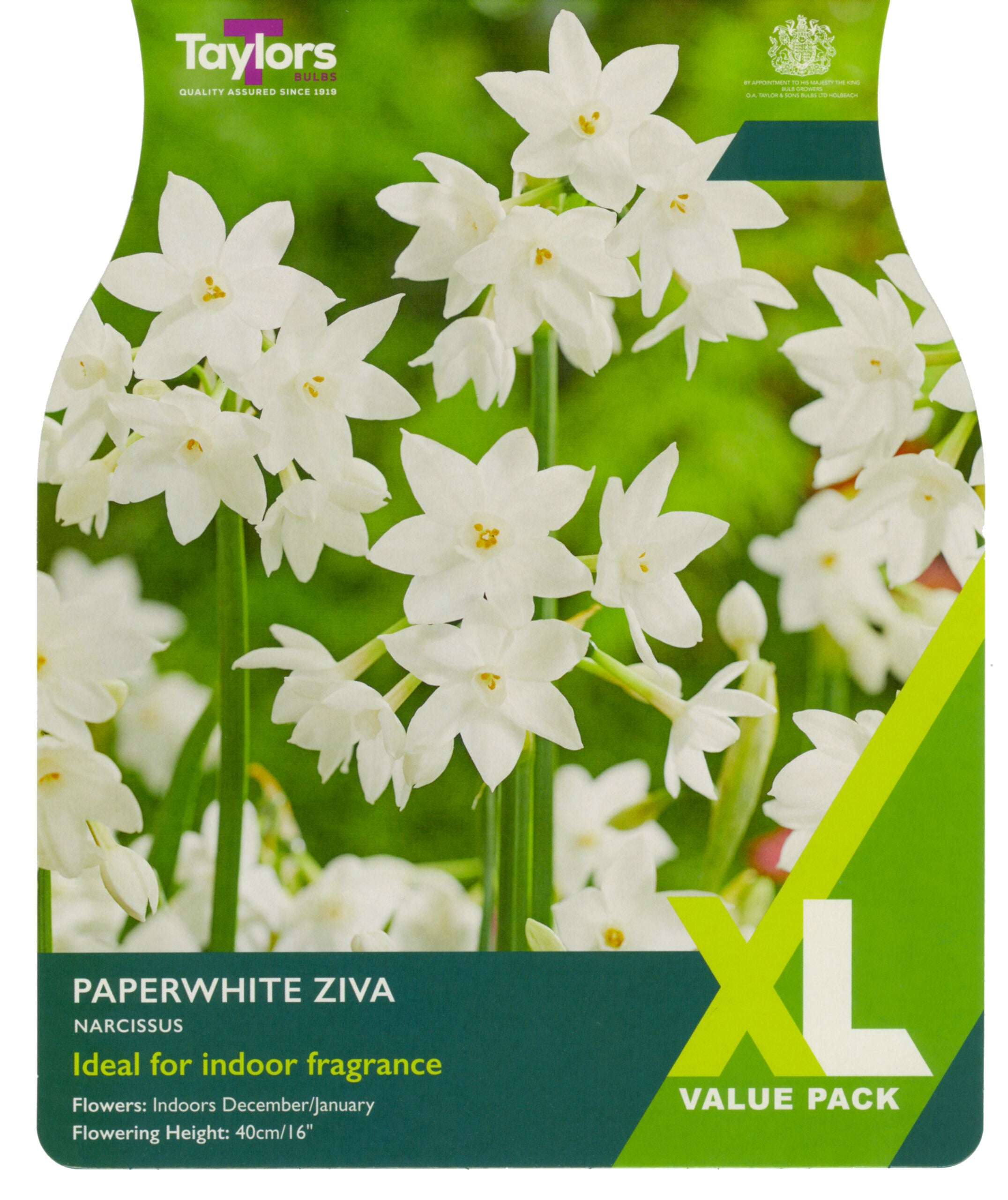 Taylor's Bulbs Narcissus Paperwhite Ziva XL Value Pack
