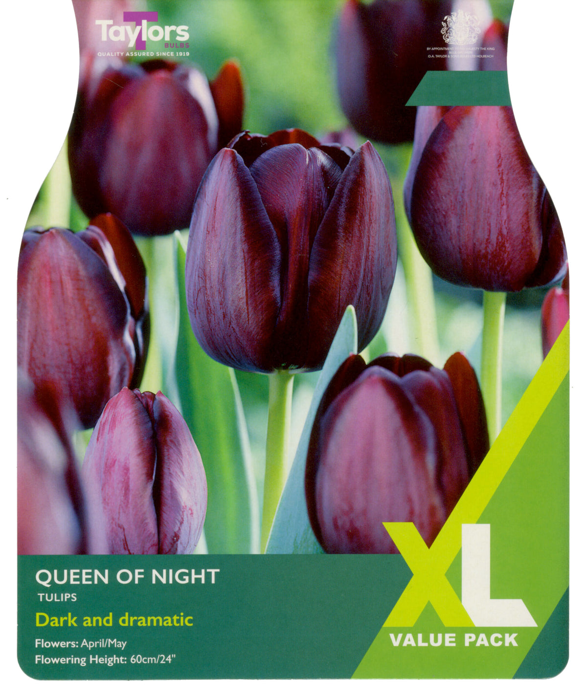 Taylor's Bulbs XL Value Pack Tulip Queen Of Night