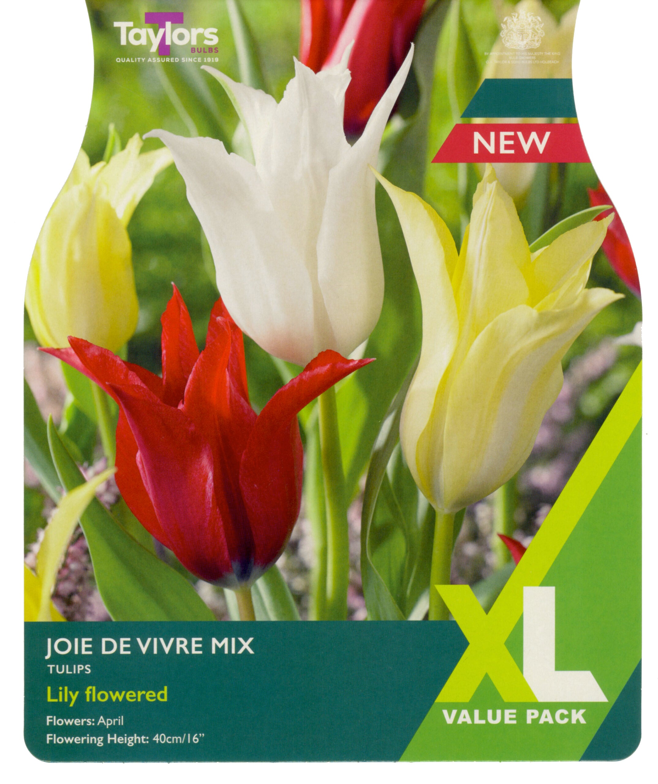 Taylor's Bulbs XL Value Pack Tulip Joie De Vivre Mix