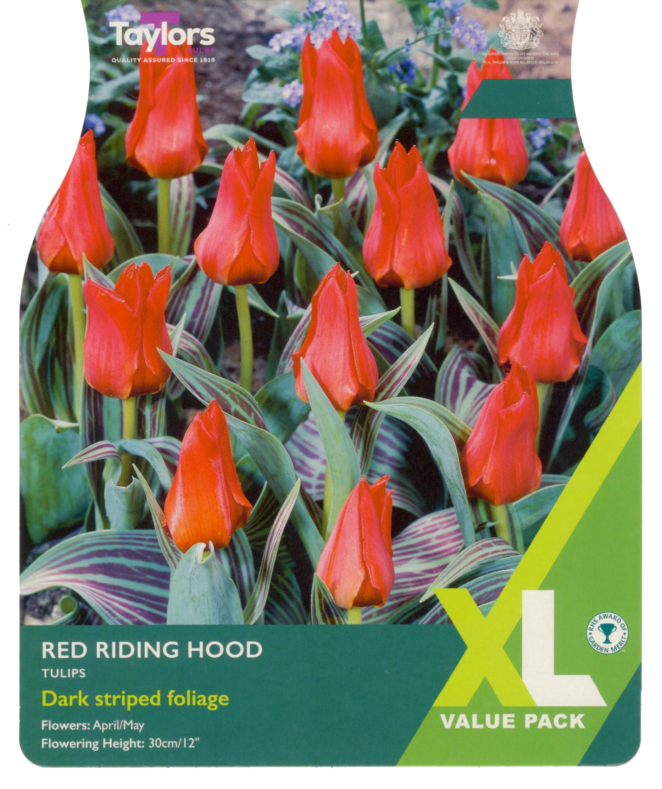 Taylor's Bulbs XL Value Pack Tulip Red Riding Hood