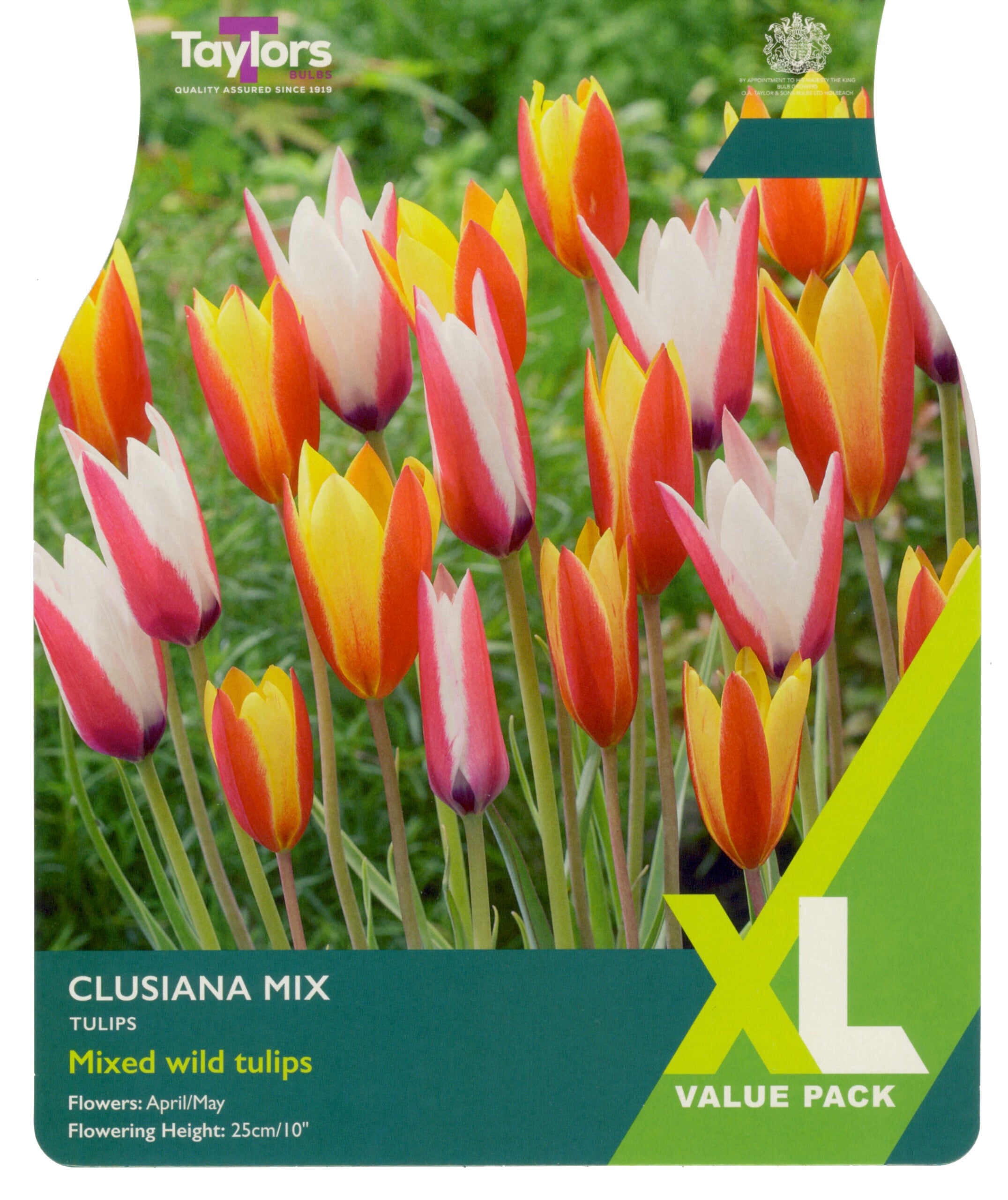 Taylor's Bulbs XL Value Pack Tulip Clusiana Mix