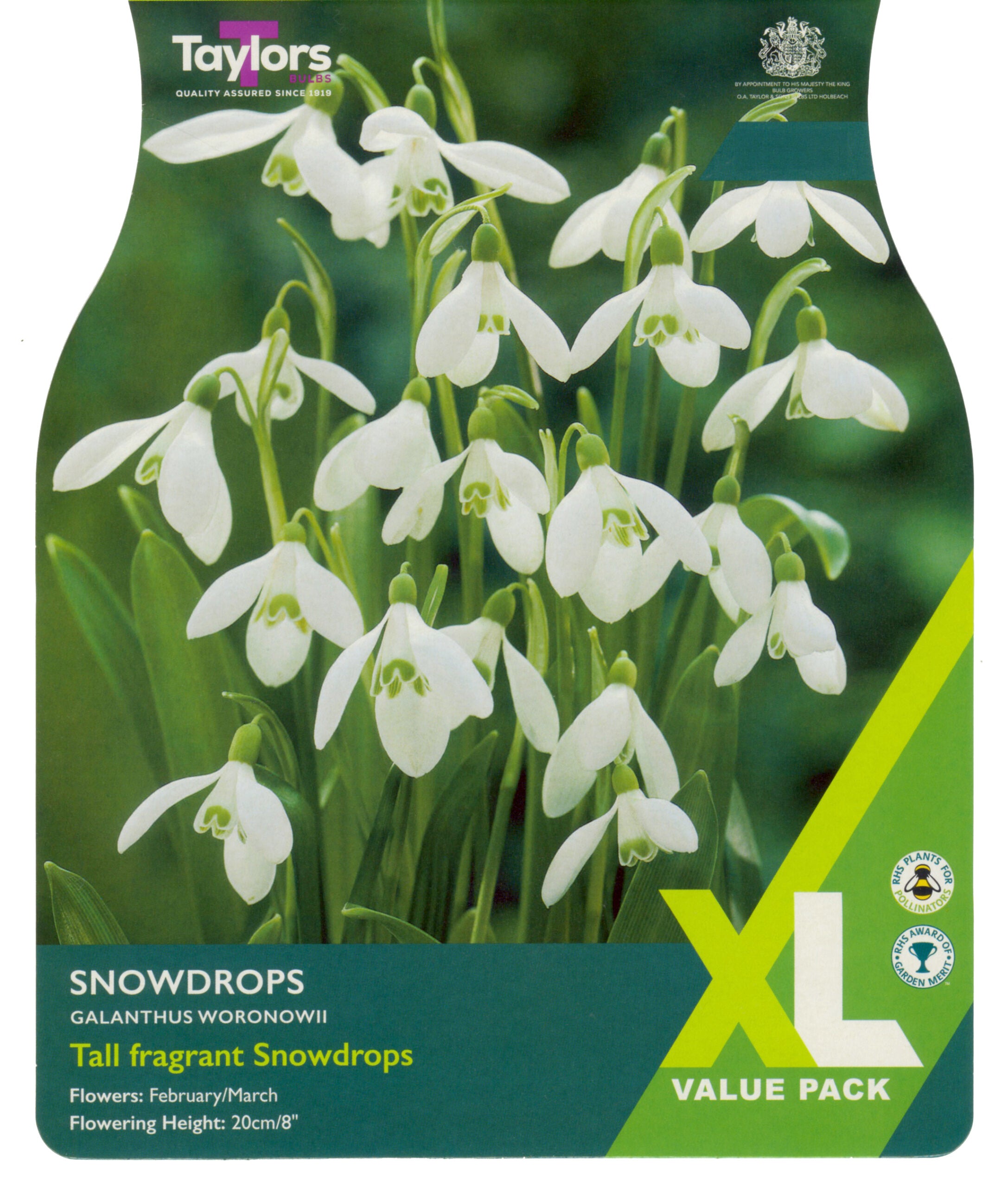 Taylor's Bulbs XL Value Pack Snowdrops