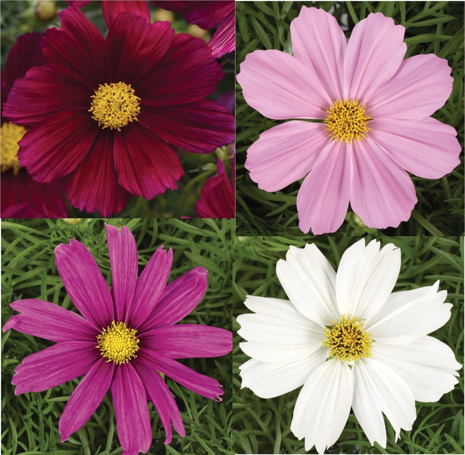 Cosmos Sonata Mix 1L