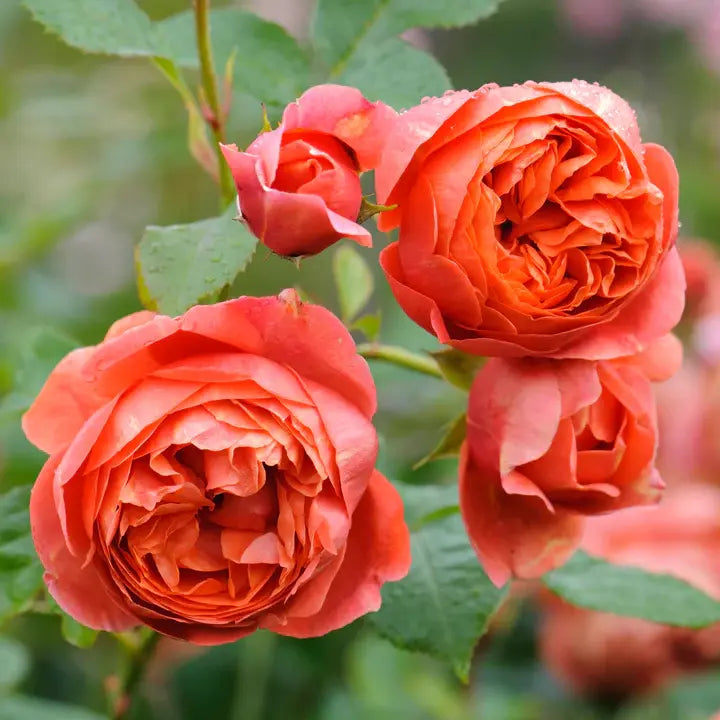 Rosa Summer Song  6L