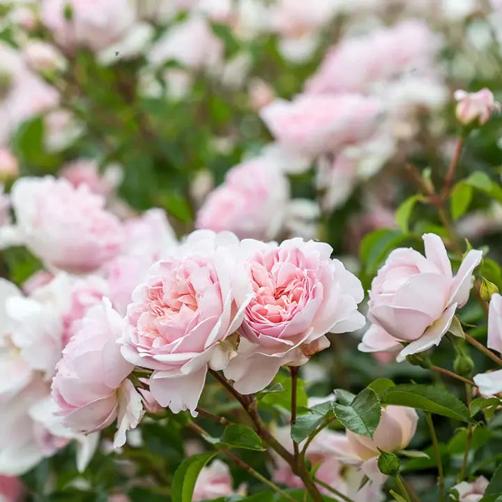 Rosa Wildeve  6L