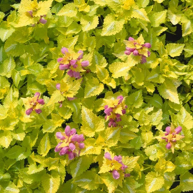 Lamium Cannon Gold