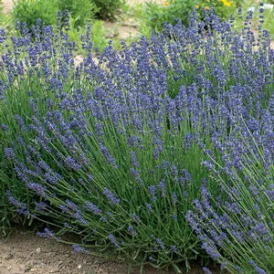 Lavandula Essence Purple 1L