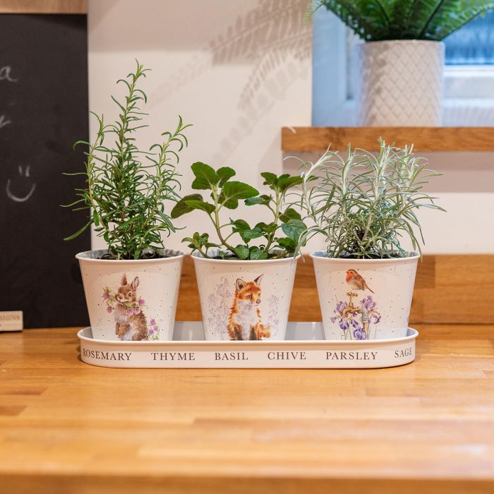 Wrendale Designs 'Woodland' Set of 3 Herb Pots with tray