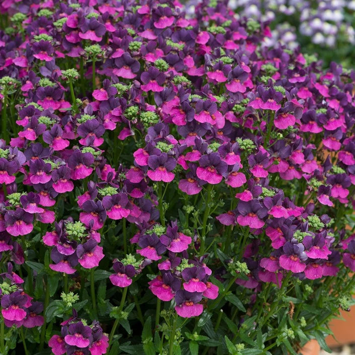 Nemesia Lady Lisa 1L