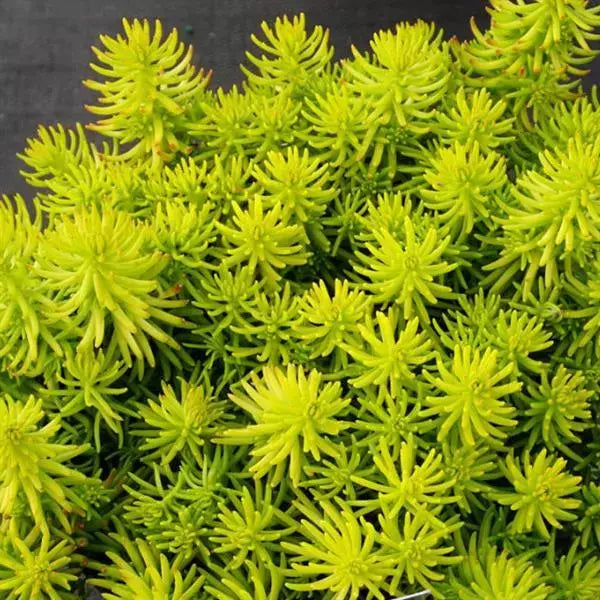 Sedum Angelina