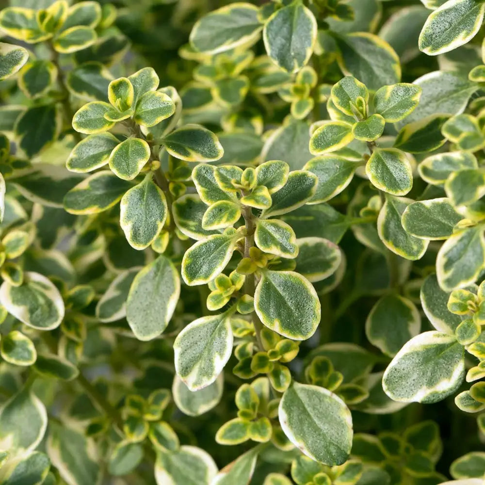 Thymus Archers Gold 10.5cm