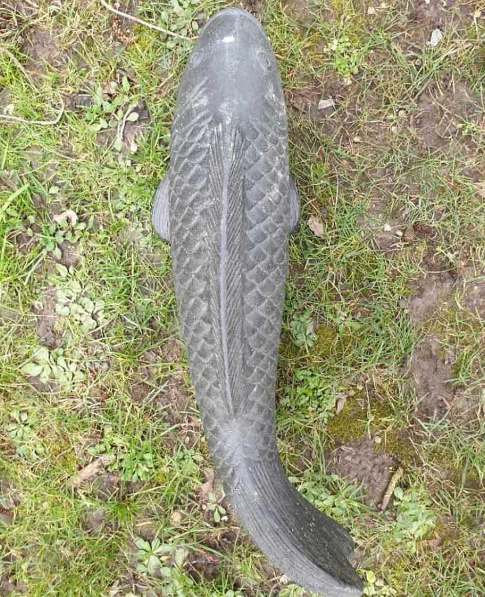 Tripod Koi Fish Sleeping